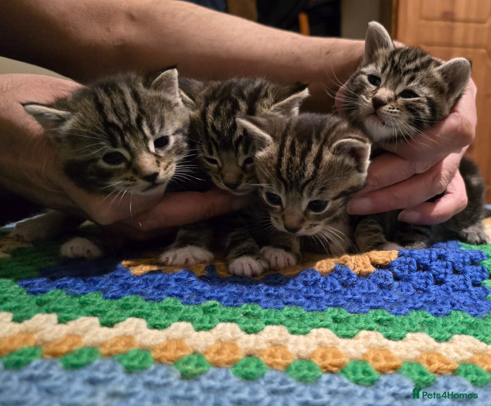Bengal cats Beautiful Bengal Kittens For Sale  - Advert 1