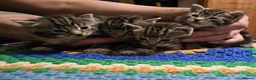 Bengal cats for sale: Beautiful Bengal Kittens For Sale  - Advert 1