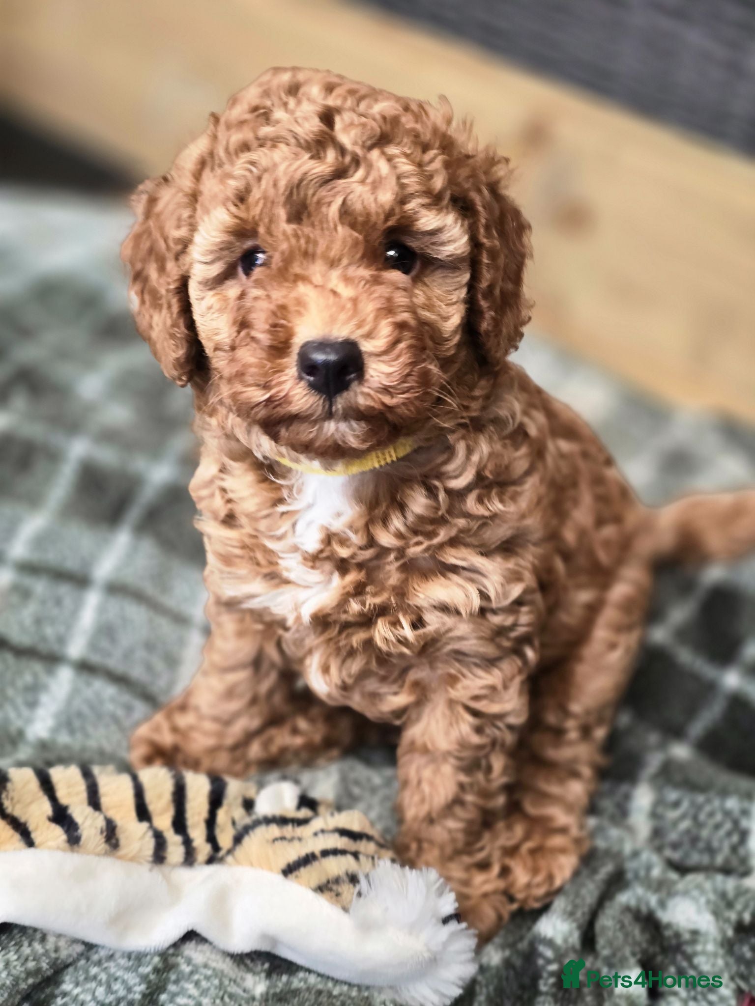 Toy Poodle dogs 4 Beautiful toy poddles - Advert 1