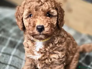 Toy Poodle dogs 4 Beautiful toy poddles - Advert 2