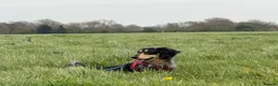 Miniature Dachshund dogs for stud: Odin: silver dapple tan miniature dachshund  in Hull - Advert 10