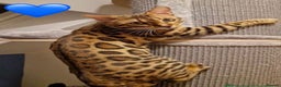Bengal cats for sale: 🌟 READY 28 JAN - EXCEPTIONAL BENGAL KITTENS 🌟 - Advert 3