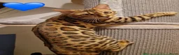 Bengal cats for sale: 🌟 READY 28 JAN - EXCEPTIONAL BENGAL KITTENS 🌟 - Advert 3