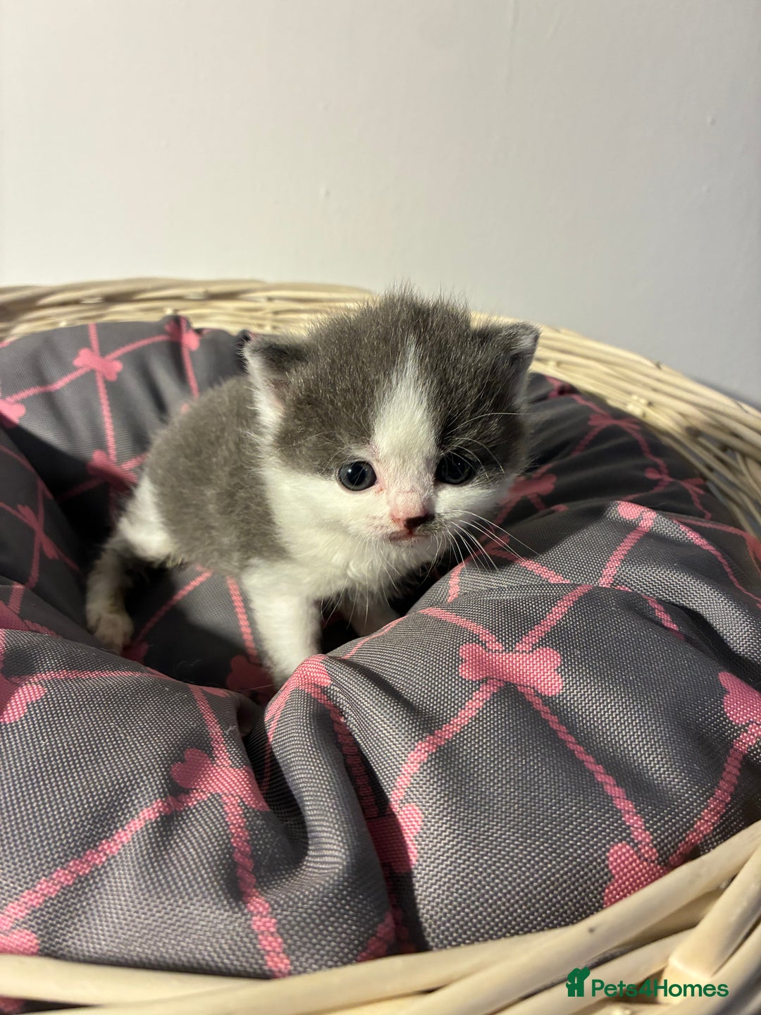 British Shorthair cats for sale: 5 BSH TICA REGISTERED KITTENS - Advert 18