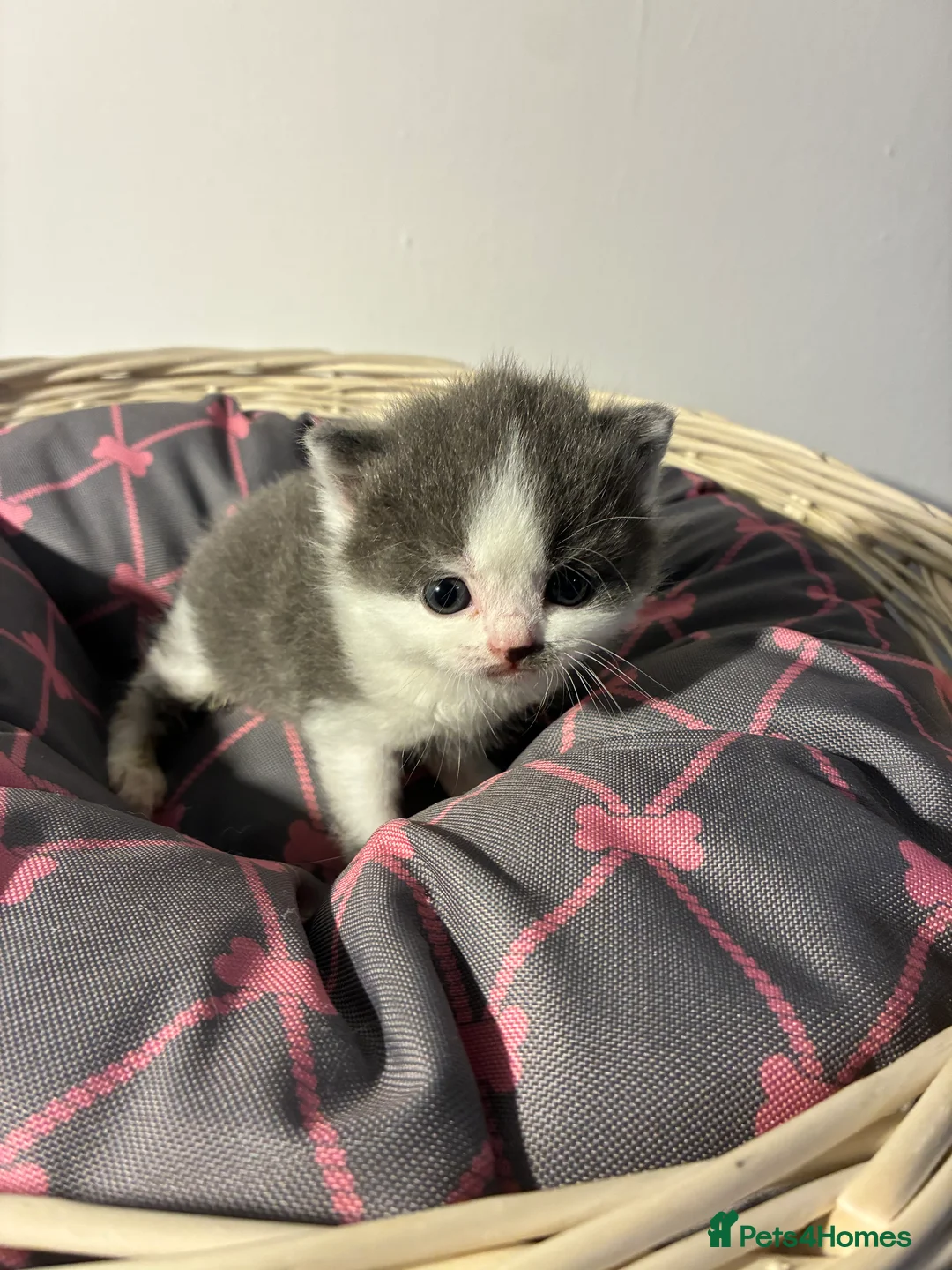 British Shorthair cats for sale: LAST 1 REMAINING BSH TICA KITTENS - Advert 9