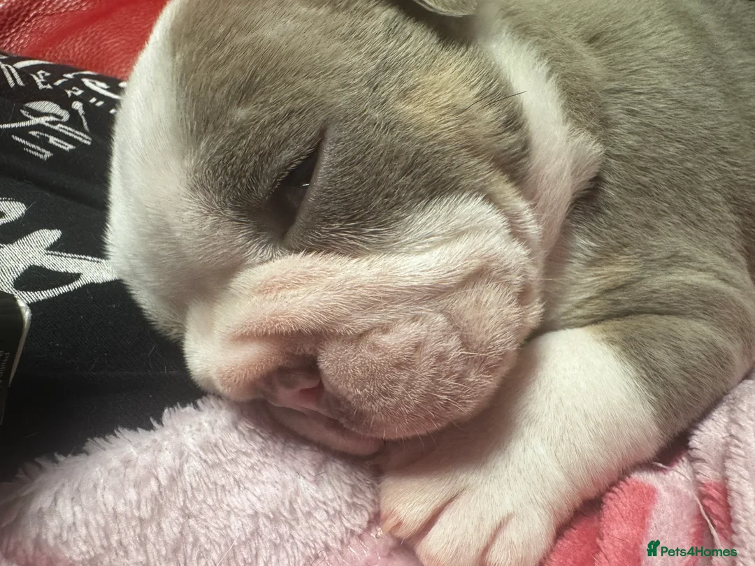 English Bulldog dogs for sale: 3 beautiful English bull dogs - Advert 7