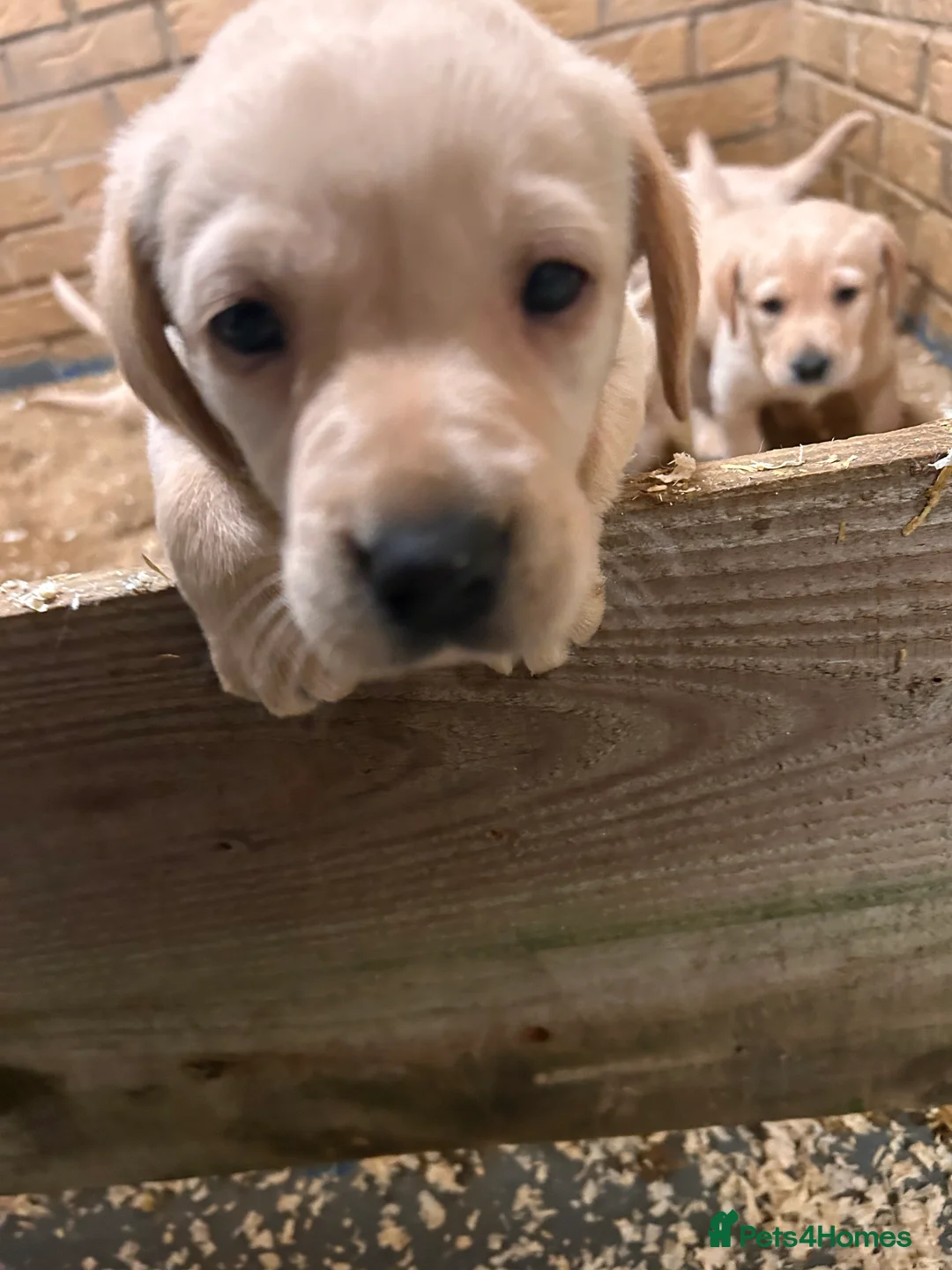 Labrador Retriever dogs for sale: Labrador golden puppies  - Advert 4