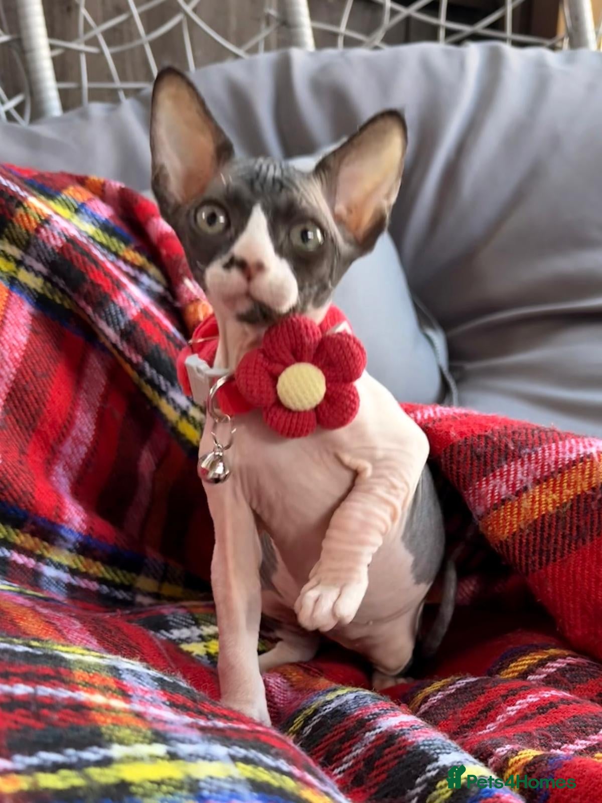 Sphynx cats Beautiful Sphynx Kittens–1Girl & 1Boy Available - Advert 3