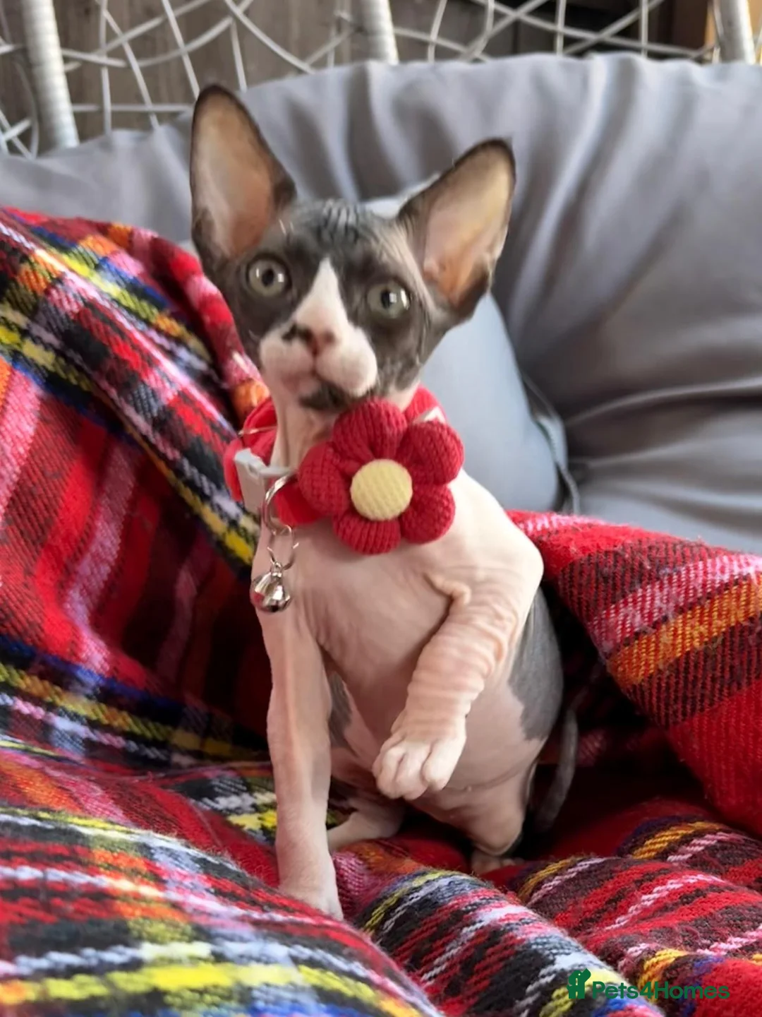 Sphynx cats for sale: Beautiful Sphynx Kittens–1Girl & 1Boy Available - Advert 1