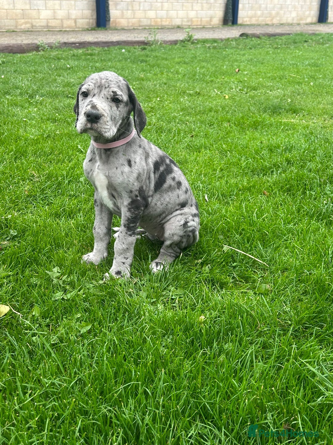 Great Dane dogs for sale: Outstanding litter of Great Danes  - Image 19