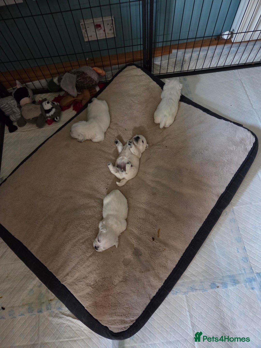 West Highland Terrier dogs for sale: Gorgeous pedigree westies, excellent bloodlines - Image 34