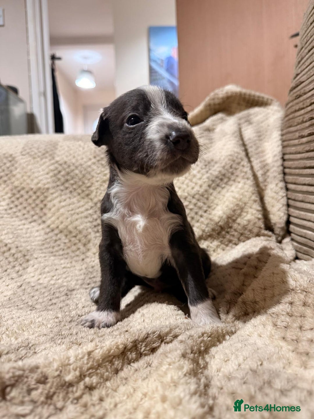 Mixed Breed dogs for sale: ✨🐾 3 Beautiful Female Puppies Available 🐾✨ - Advert 24