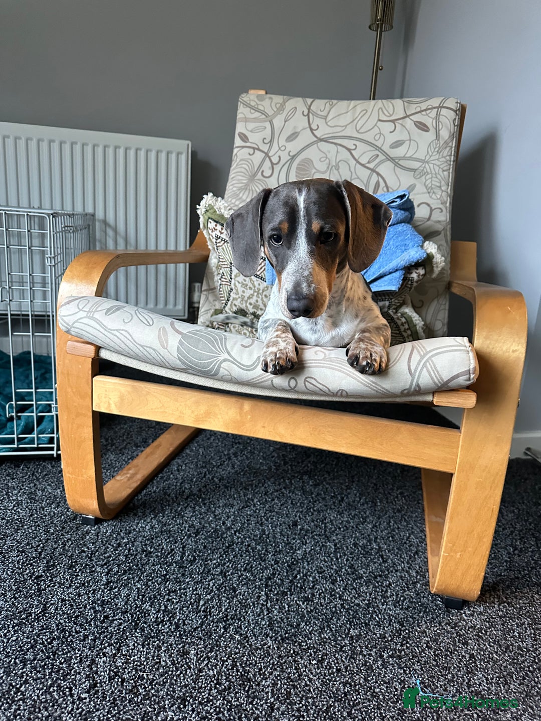 Dachshund dogs for sale: blue piebald Dachshund boys in need of a home - Image 2