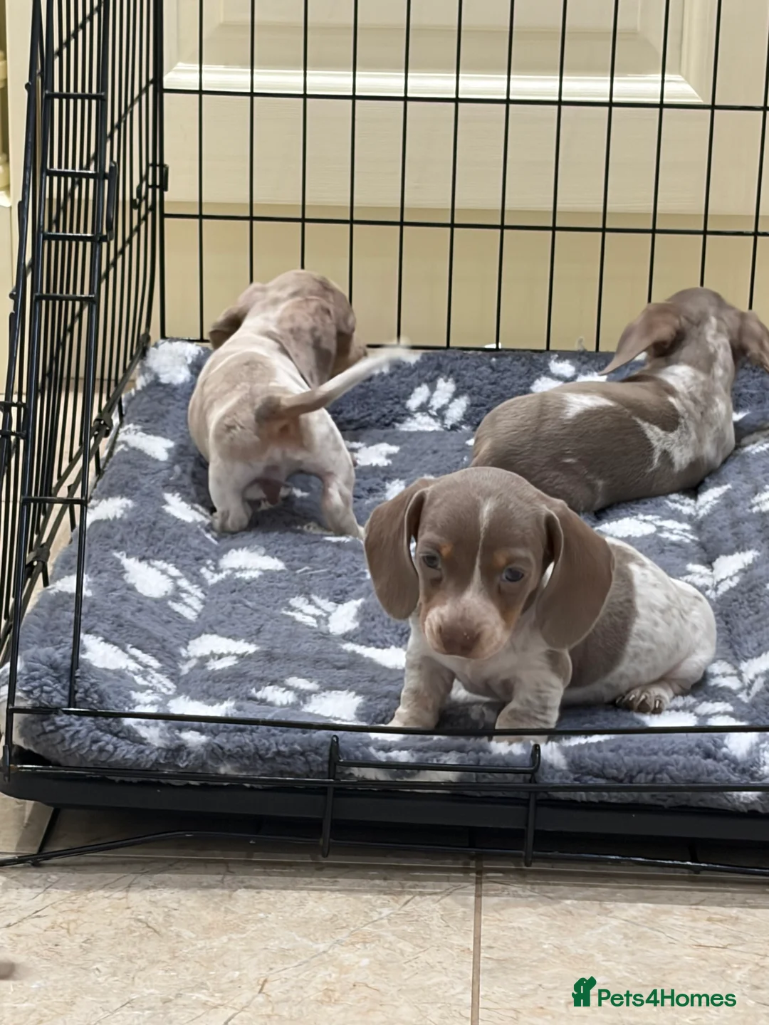 Miniature Dachshund dogs for sale: Miniature dachshund puppies for sale  - Advert 11