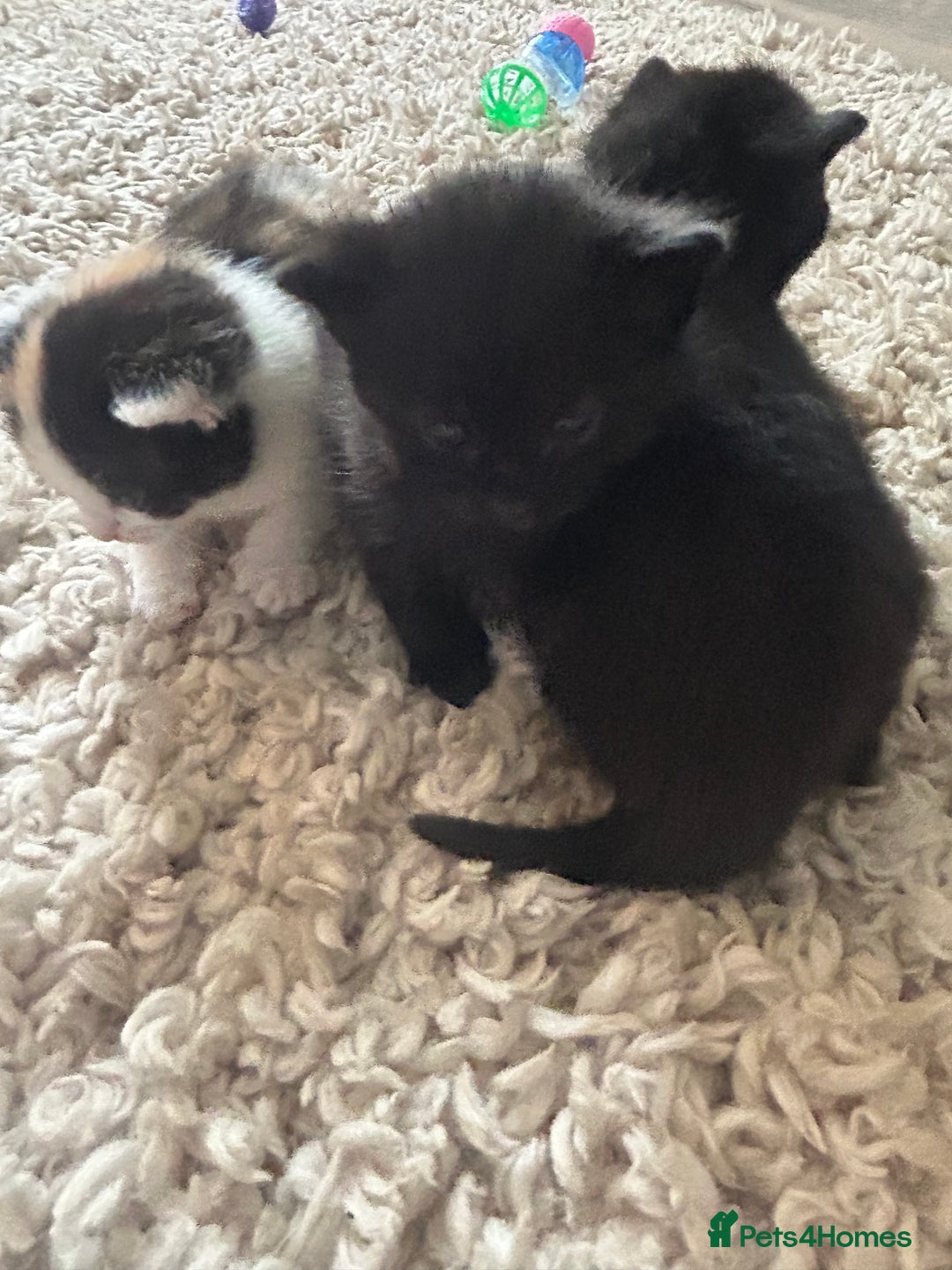 Mixed Breed cats for sale: 4 Beautiful fluffy kittens  - Image 9
