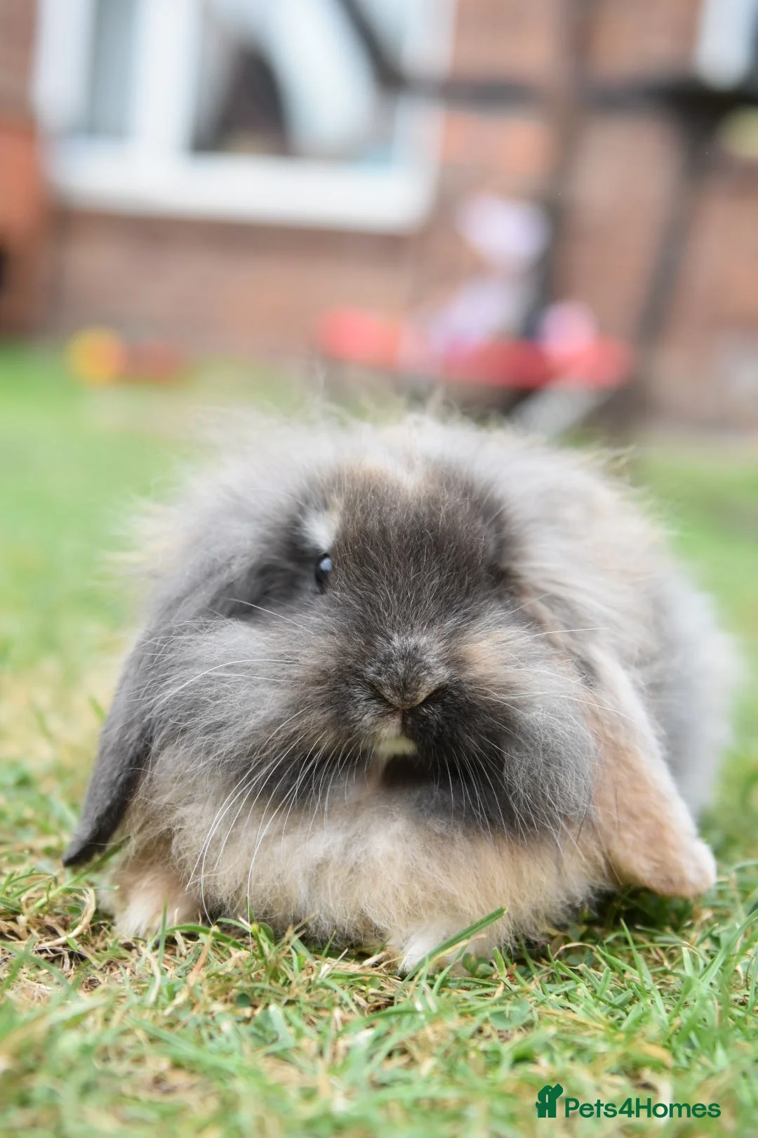 Lionhead rabbits for sale: ⭐️ Baby Lionhead x Lop looking for new home ⭐️ - Advert 2