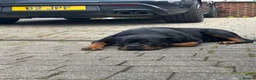 Rottweiler dogs for sale:     Premium KC Registered Rottweilers - Advert 5