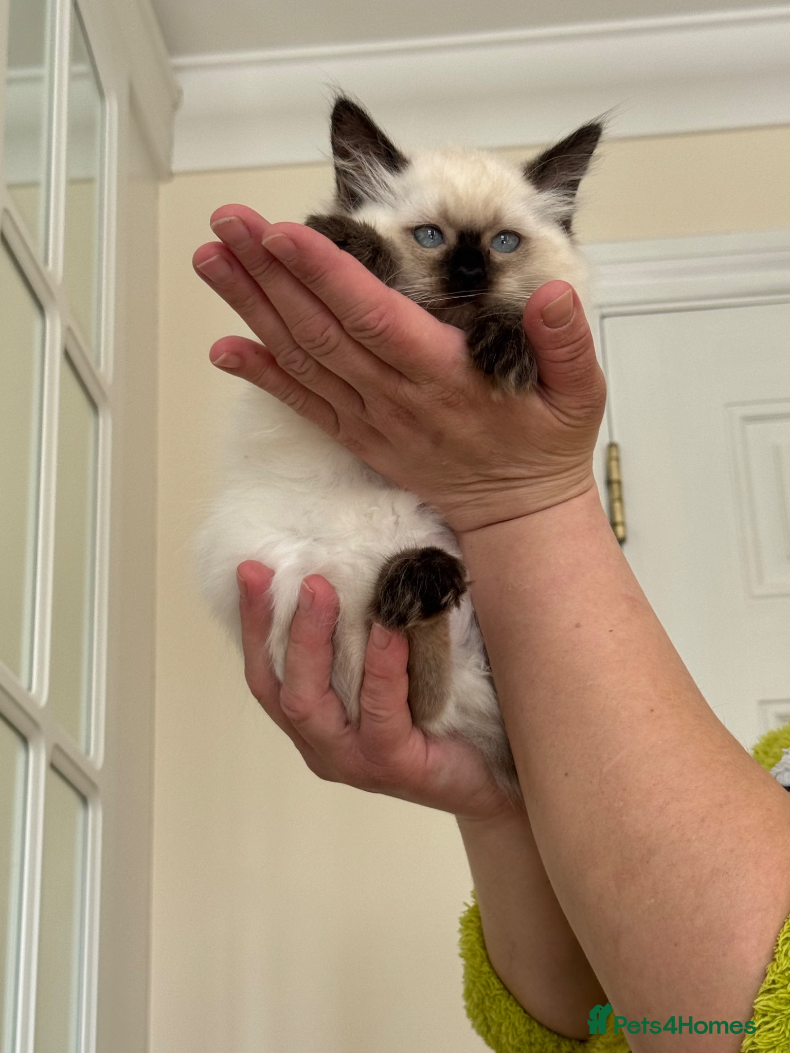 Ragdoll cats adorable  kittens ready to go home 28th April  - Advert 16