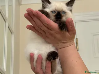 Ragdoll cats adorable kittens ready to go home 28th April - Advert 11