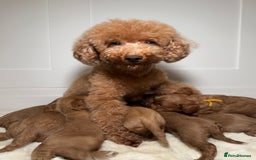 Cavapoo dogs for sale: F1 Cavapoo puppies.  - Image 18