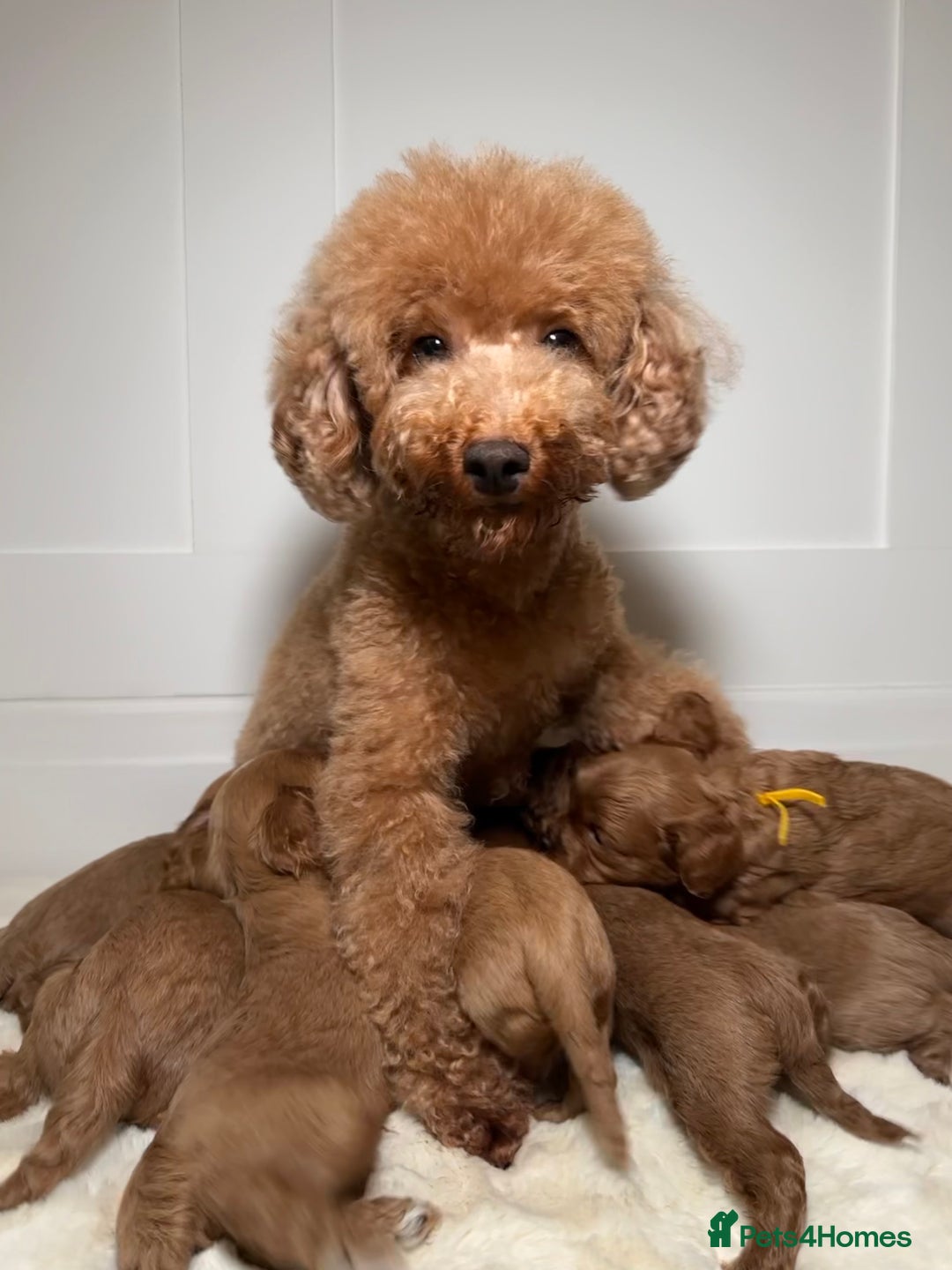 Cavapoo dogs for sale: F1 Cavapoo puppies.  - Image 18