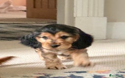 Cocker Spaniel dogs for sale: Adorable Sable Cocker Spaniel Puppies  - Image 11
