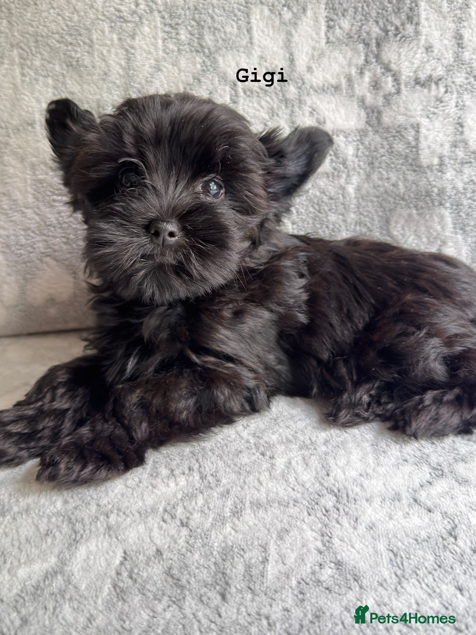 Yorkshire Terrier dogs Rare Chocolate-Gene Yorkshire Terrier Girls–Ready  - Advert 3