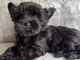 Yorkshire Terrier dogs Rare Chocolate-Gene Yorkshire Terrier Girls–Ready - Advert 3