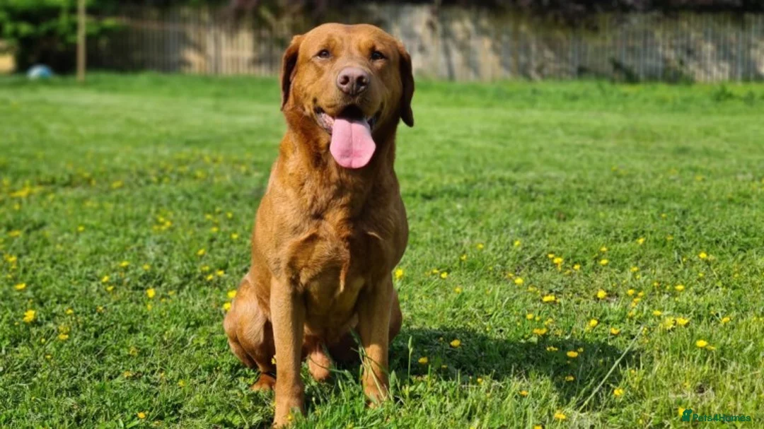 Labrador Retriever dogs for stud: Our Handsome FULLY HEALTH Tested Fox Red Stud Dog in Bristol - Advert 4
