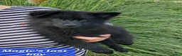 German Spitz dogs for sale: 1 German Spitz Mittel Boy left - Black - Advert 4