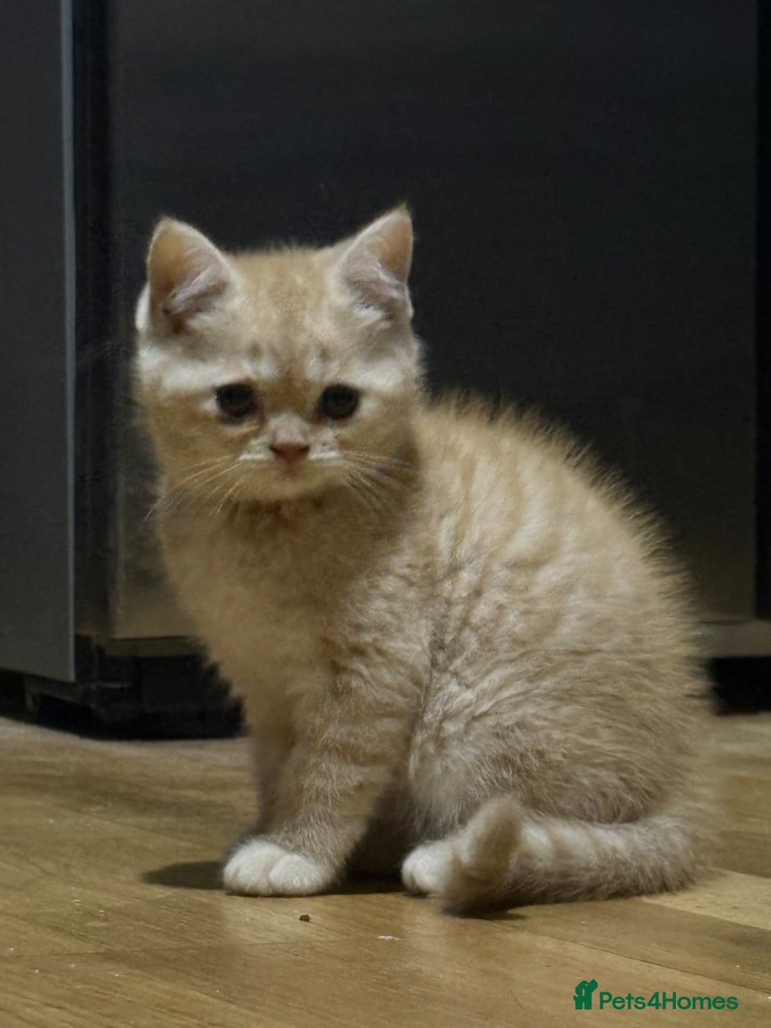 Persian cats for sale: Persians kittens  - Advert 8