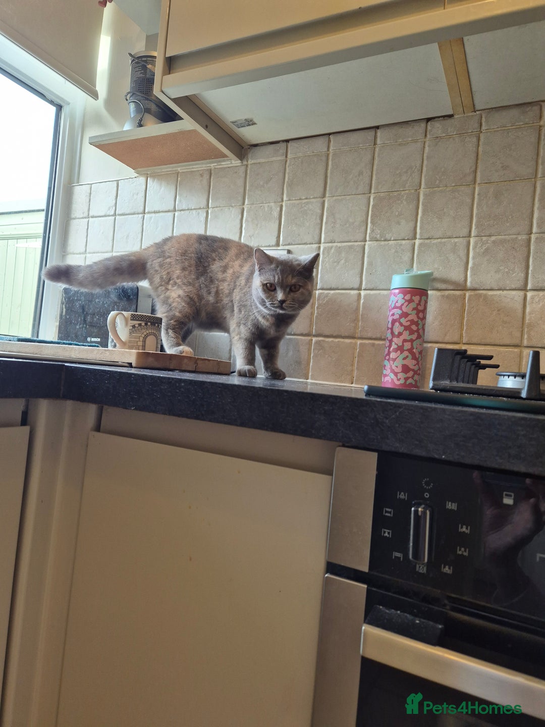 British Shorthair cats for sale: British shorthaired with excellent pedigree. - Advert 2