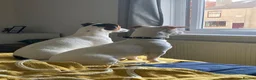 Jack Russell dogs for sale: Handsome rare white JRT male 10 months £750 - Advert 11