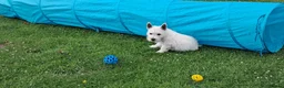 West Highland Terrier dogs for sale: West highland white terrier  - Advert 31