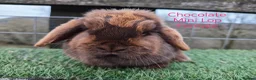 Mini Lop rabbits for sale: Various Adult Mini Lops - Advert 6