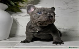 French Bulldog dogs for sale: 7 week old kC French bulldogs - Image 8