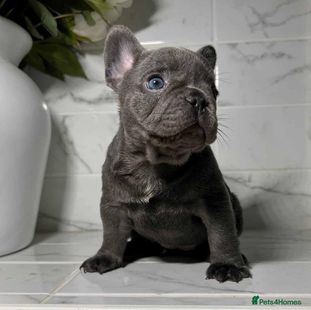 French Bulldog dogs for sale: 7 week old kC French bulldogs - Image 8