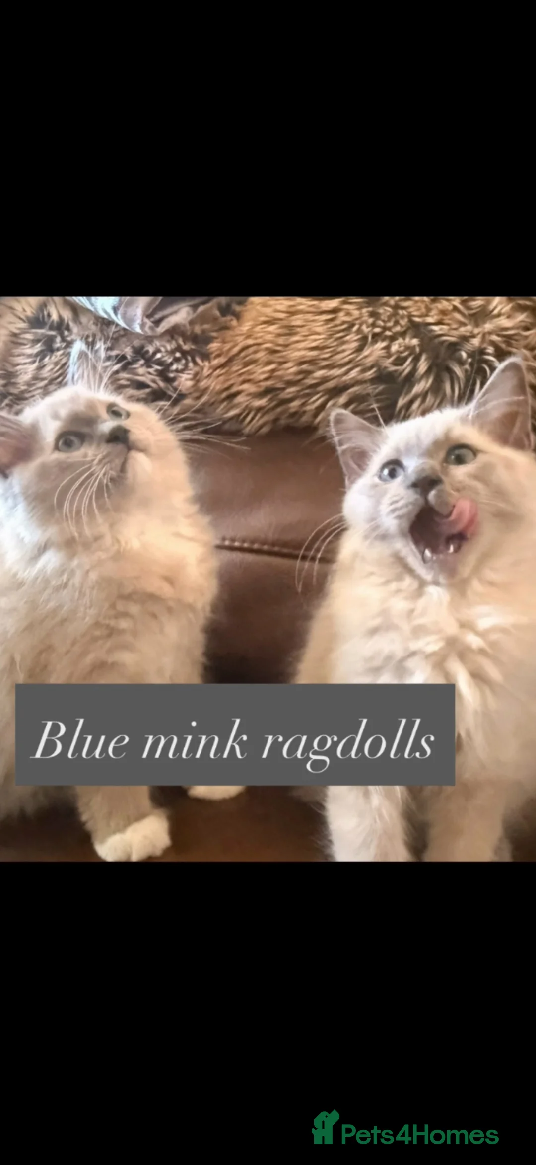 Ragdoll cats for sale: Beautiful ragdoll babies! 😻😻😻 - Advert 2
