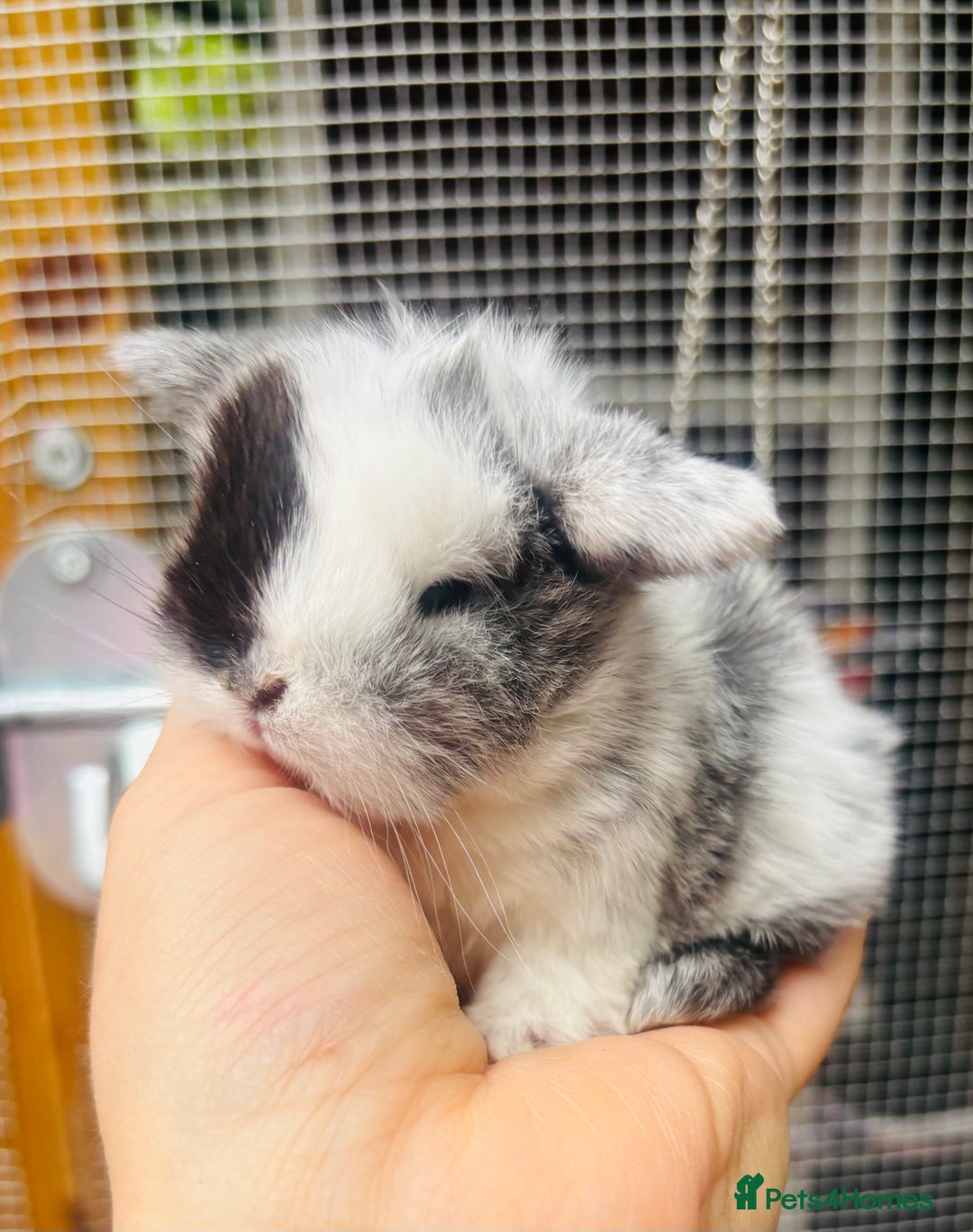 Mini Lop rabbits for sale: PURE bred baby PEDIGREED mini lops  - Image 3