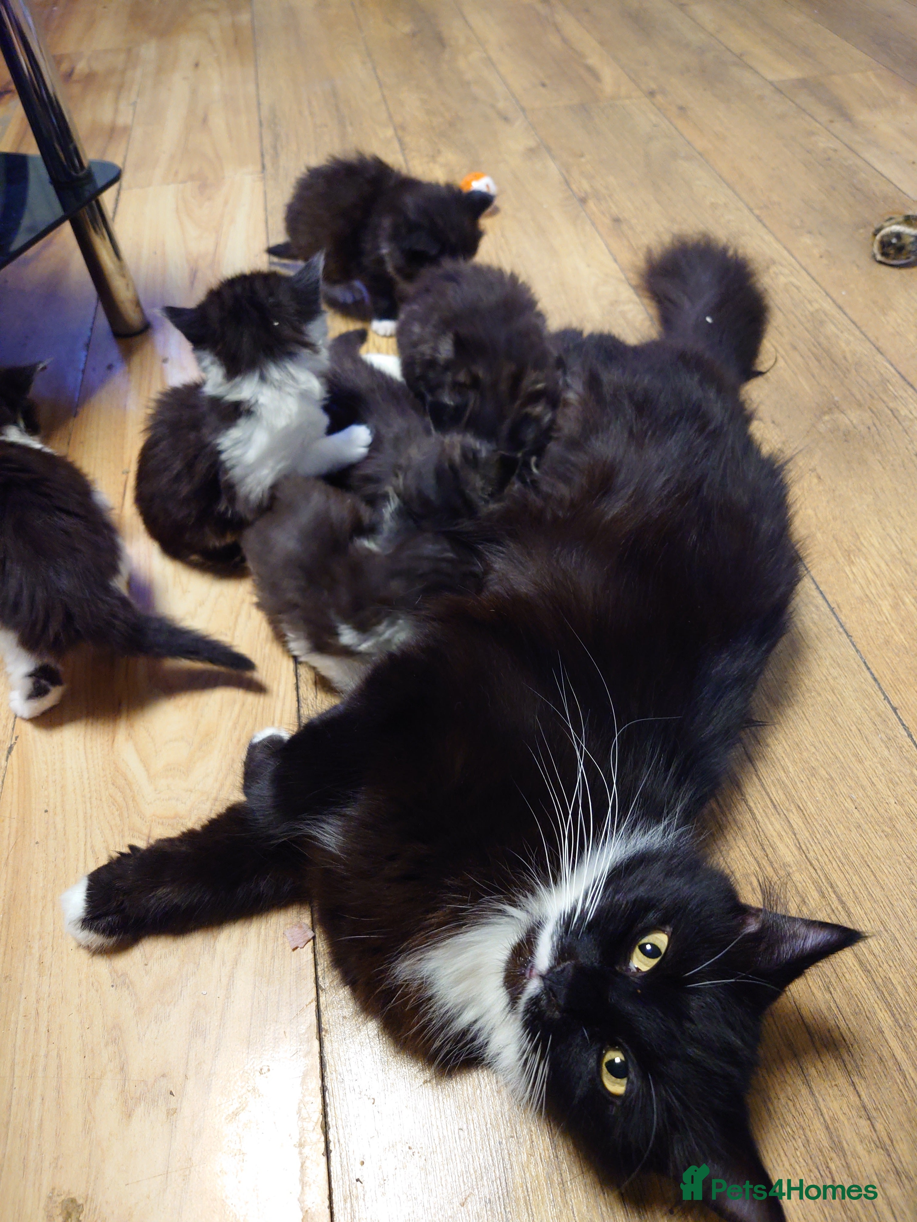 Mixed Breed cats Maine Coon mix  - Advert 1