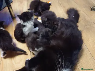 Mixed Breed cats Maine Coon mix - Advert 1