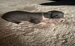 Mixed Breed dogs for sale: Beautiful hairless little boy chihuahua  - Advert 13