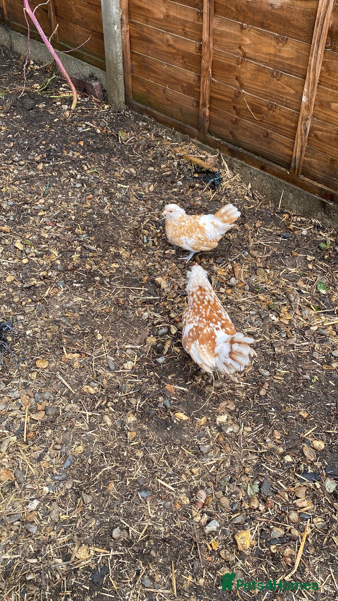 Chickens poultry for sale: Trio of bantams - Image 3