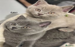 British Shorthair cats for sale: PEDIGREE BLUE BSH KITTEN AVAILABLE NOW!  - Image 8