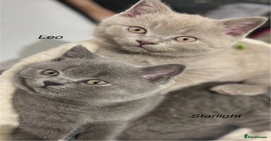 British Shorthair cats - Advert 5