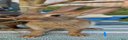 Belgian Hares rabbits for sale: 2 beautiful male Belgian hares ready babies  - Advert 3