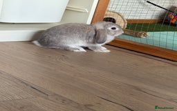 Mini Lop rabbits for sale: 3 x Mini Lops for sale - Image 5
