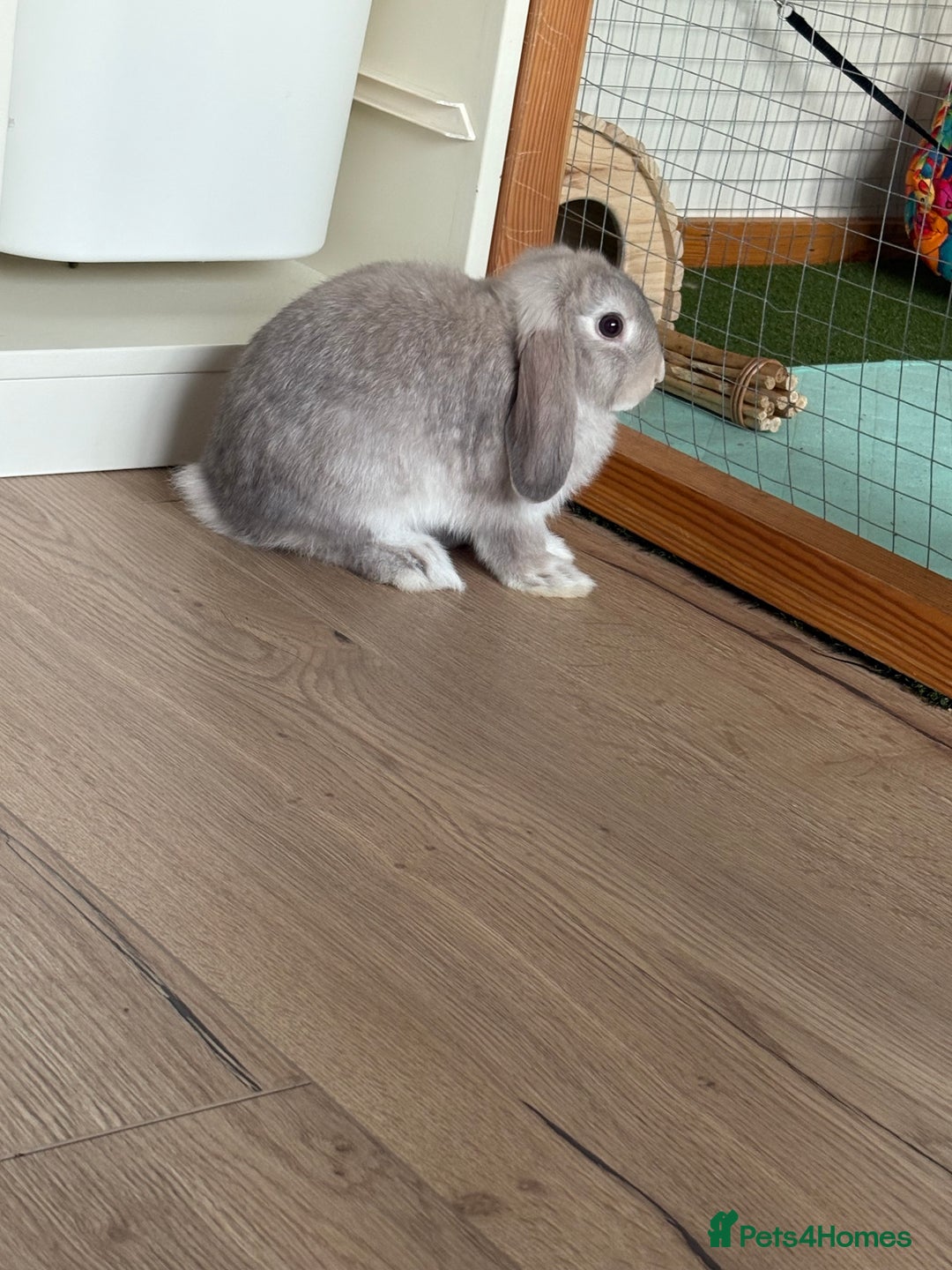 Mini Lop rabbits for sale: 3 x Mini Lops for sale - Image 5