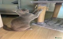 British Shorthair cats for sale: 🏆Grand Champion Sired GCCF BritishShorthair 1left - Image 26