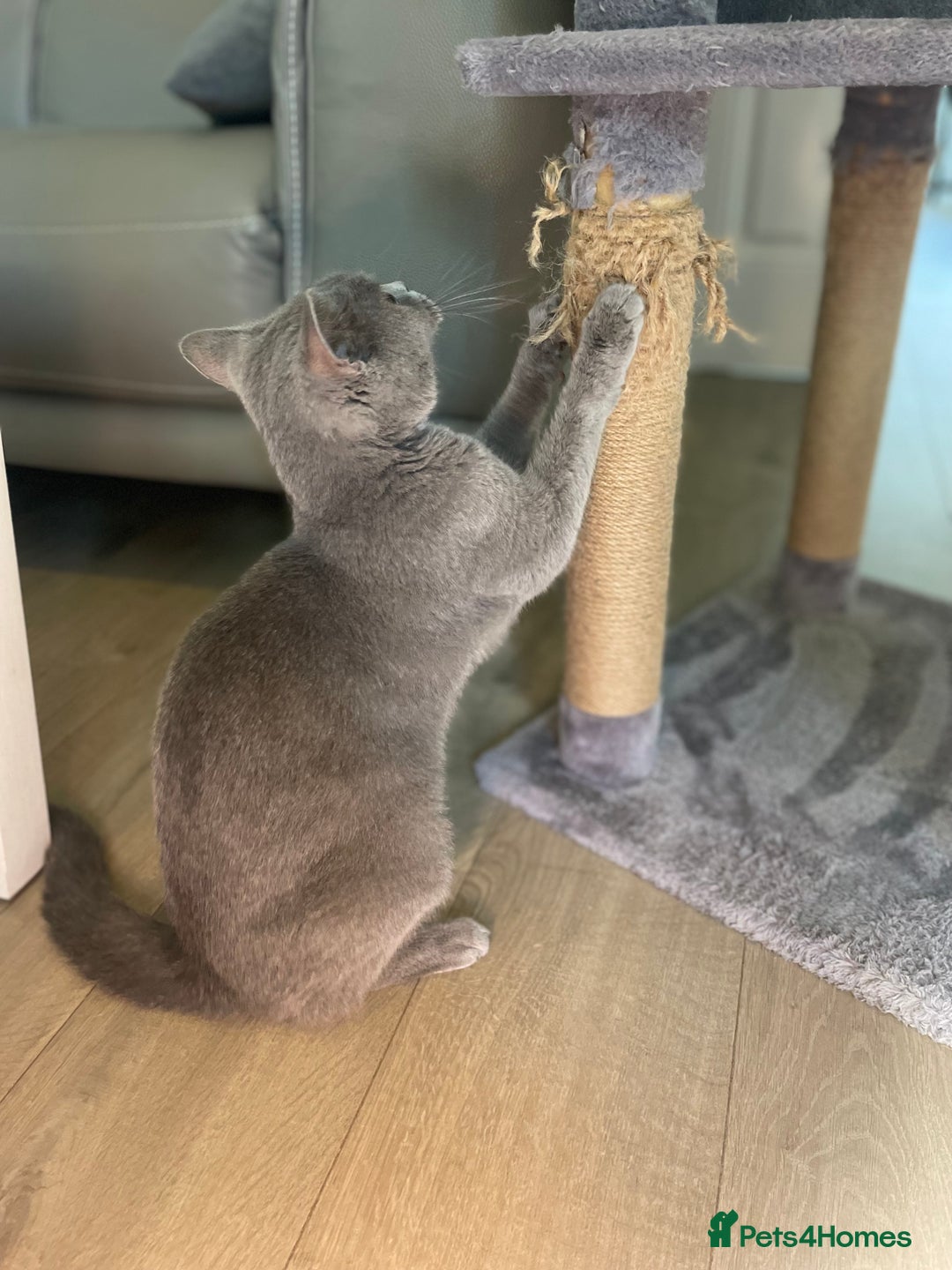 British Shorthair cats for sale: 🏆Grand Champion Sired GCCF BritishShorthair 1left - Image 26